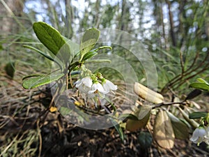 Blooming lingonberry in the summer forest