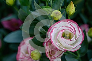 Blooming Lisianthus Flowers on a green leaf background in the garden