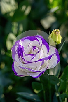 Blooming Lisianthus Flowers on a green leaf background in the garden