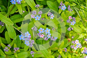 Blooming little blue meadow flower in garden. Forget-me-not or Myosotis flowers