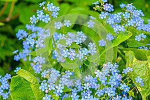 Blooming little blue meadow flower in garden. Forget-me-not or Myosotis flowers