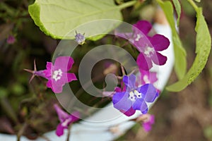 Blooming Lobelia is beautiful