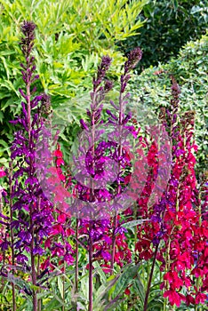 Blooming lobelia flowers