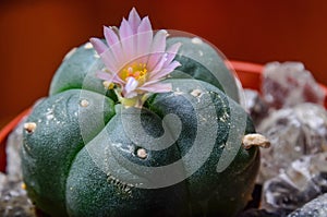 Blooming Lophophora Williamsiii - Peyote cactus