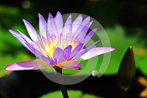 Blooming Lotus