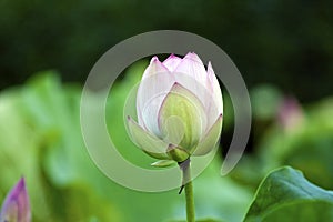 Blooming lotus