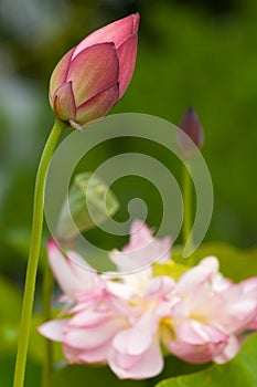 Blooming Lotus