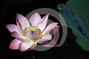 Blooming lotus