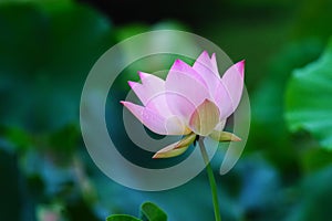 Blooming lotus