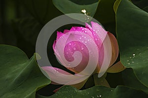 Blooming lotus