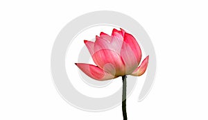 Blooming Lotus