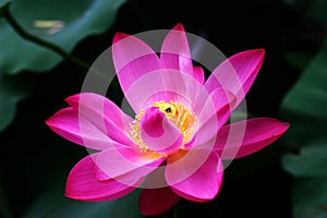 Blooming lotus and Bees