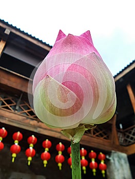 Blooming lotus in Chinese courtyard