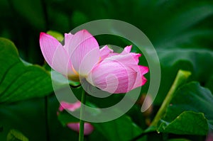 Blooming lotus and filamentous texture