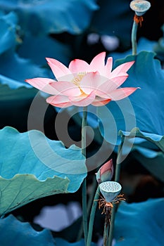 Blooming lotus flower