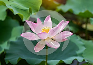 Blooming lotus flower