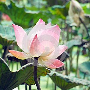 A blooming lotus flower