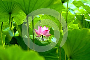 Blooming lotus flower photo