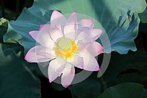 Blooming lotus flower