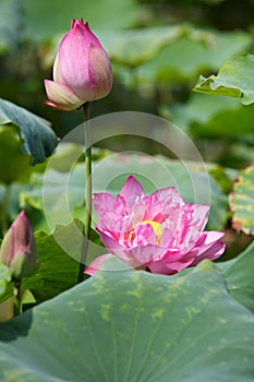 Blooming lotus flower