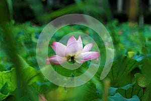 Blooming lotus flower