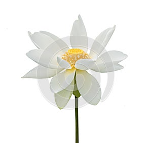 Blooming lotus flower