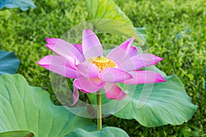Blooming lotus flower