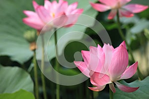 Blooming lotus flower