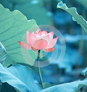 Blooming lotus flower