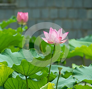 Blooming lotus flower