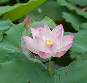 Blooming lotus flower