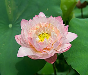 Blooming lotus flower