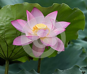 Blooming lotus flower