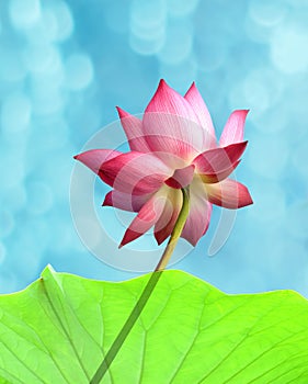 Blooming lotus flower on blue summer background vertical image