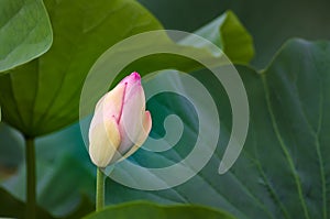 Blooming lotus flower bud and green leaves