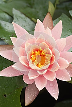 Blooming lotus flower close up after rain