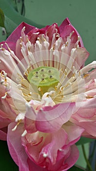 Blooming Lotus flower fully bloom show little young seed pod