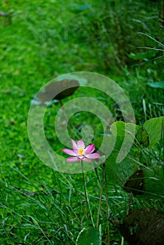 Blooming Lotus flower on Green blurred background