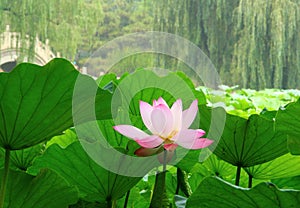 Blooming lotus flower