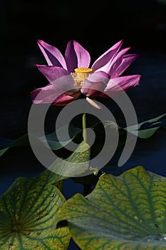 Blooming lotus flower