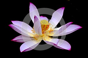 Blooming Lotus flower pattern