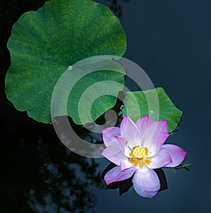 A blooming lotus flower