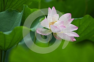 Blooming lotus flower after rain