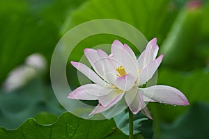 Blooming lotus flower after rain