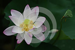 Blooming lotus flower after rain