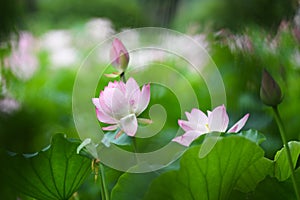 Blooming lotus flower after rain