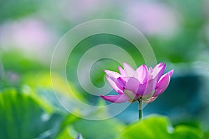 Blooming lotus flower in sunshine