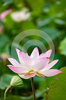 Blooming lotus flower vertical composition