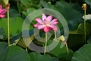 Blooming lotus flower, very beautiful