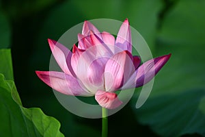 Blooming lotus flower, very beautiful